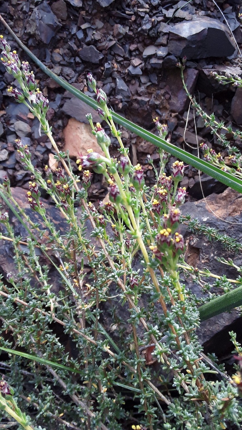 Eriocephalus pauperrimus photo 2
