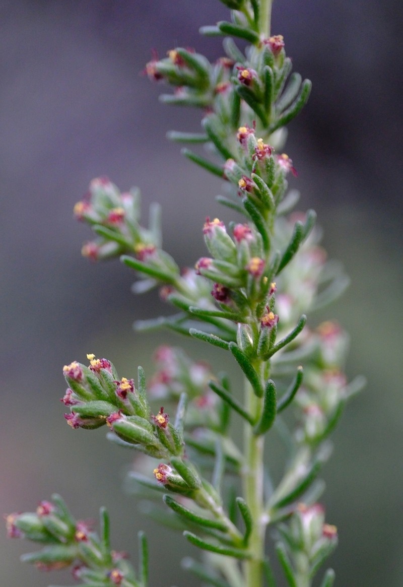 Eriocephalus pauperrimus photo 4