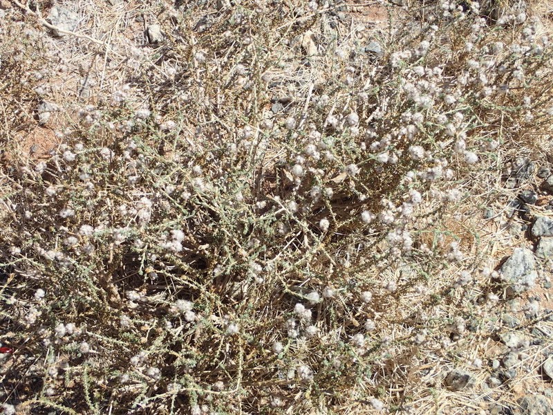 Eriocephalus pauperrimus photo 5
