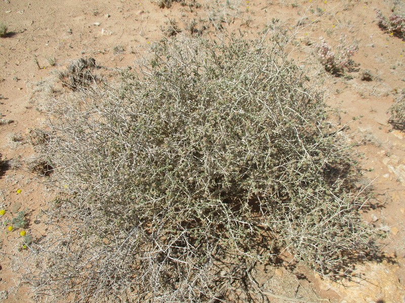 Eriocephalus pauperrimus photo 7