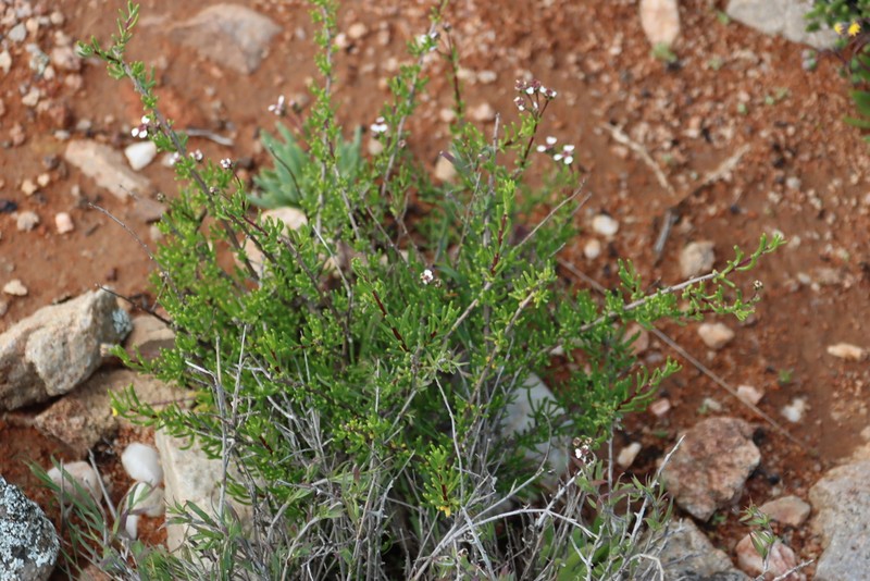 Eriocephalus pedicellaris