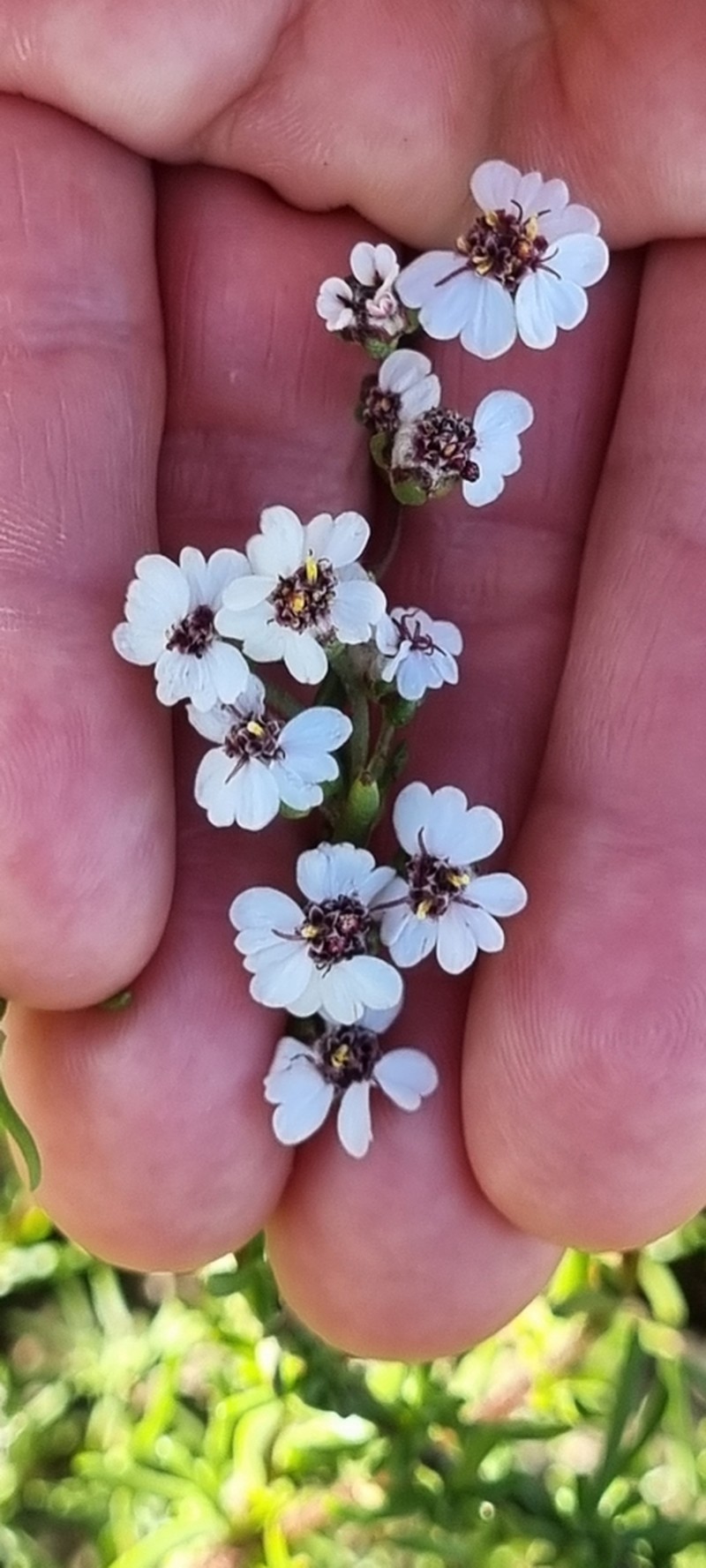 Eriocephalus pedicellaris photo 2