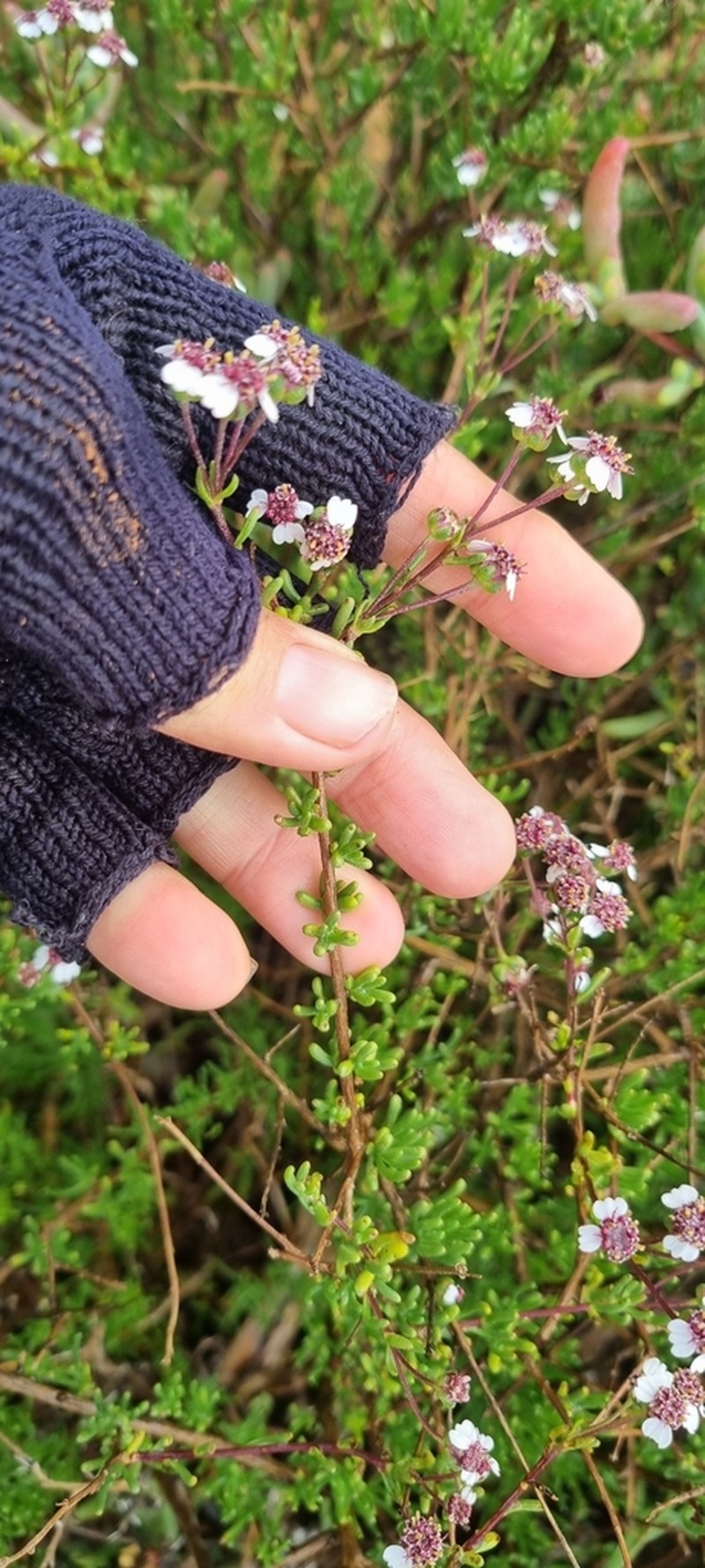 Eriocephalus pedicellaris photo 3