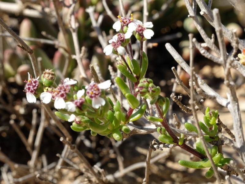 Eriocephalus pedicellaris photo 4