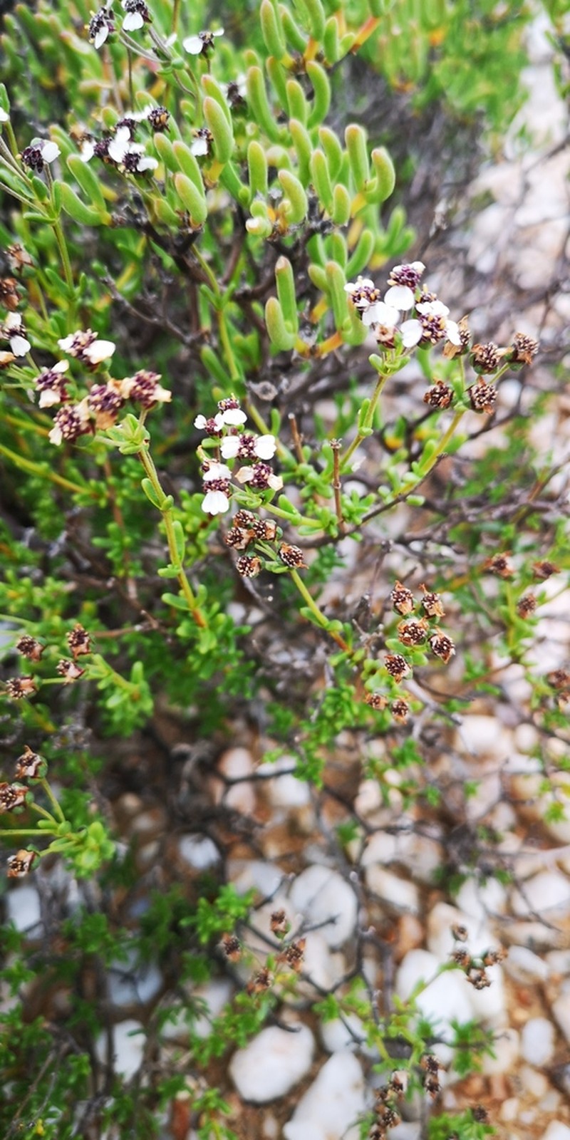 Eriocephalus pedicellaris photo 5