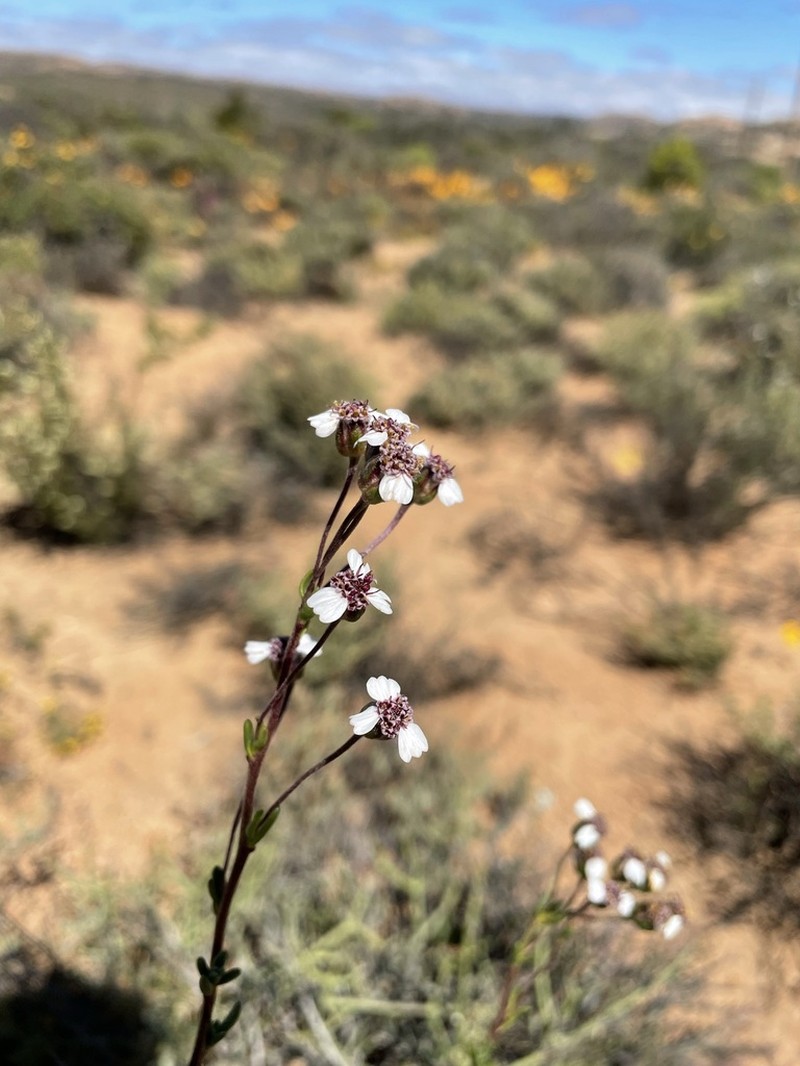 Eriocephalus pedicellaris photo 6