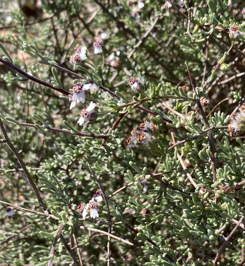Eriocephalus pedicellaris photo 7