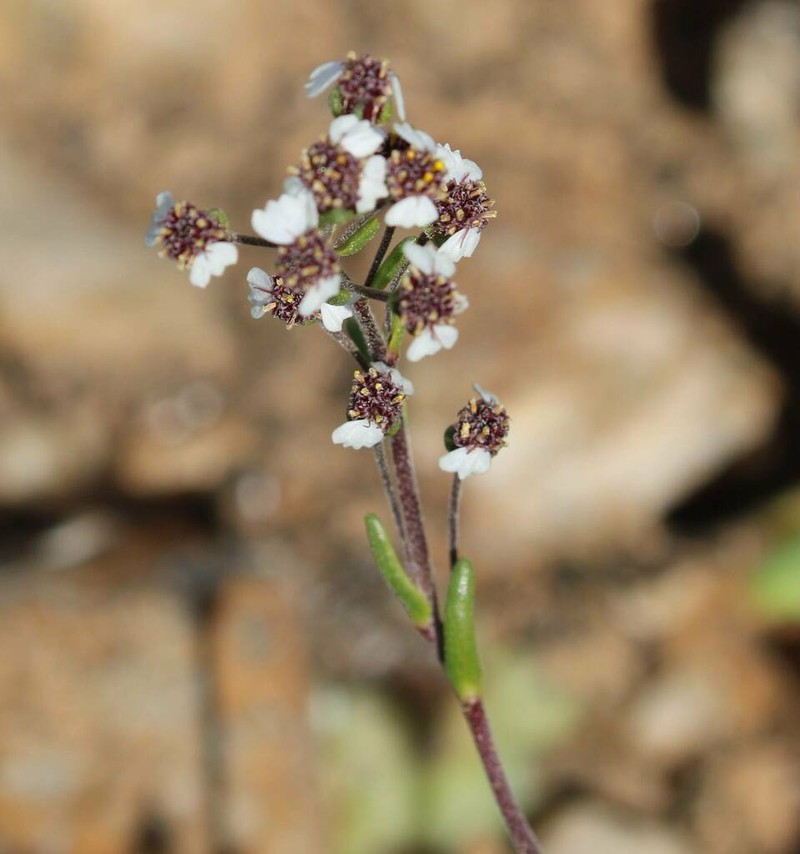 Eriocephalus pedicellaris photo 8