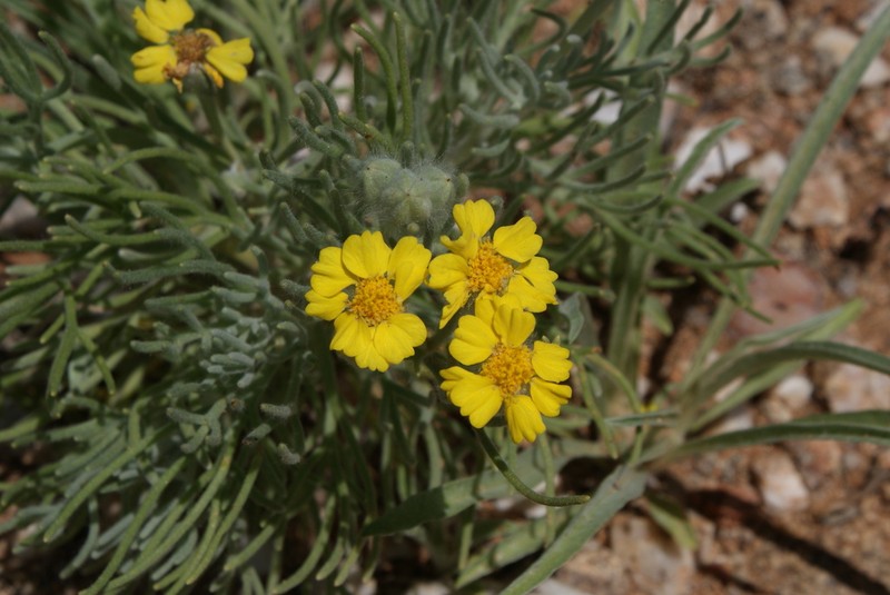 Eriocephalus pinnatus