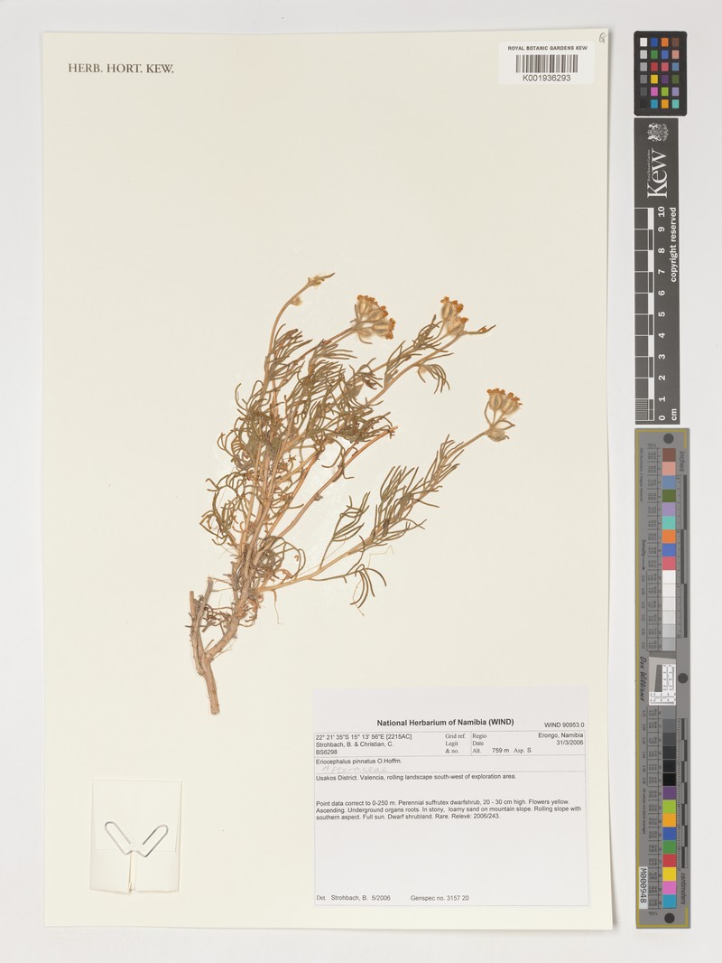 Eriocephalus pinnatus photo 3