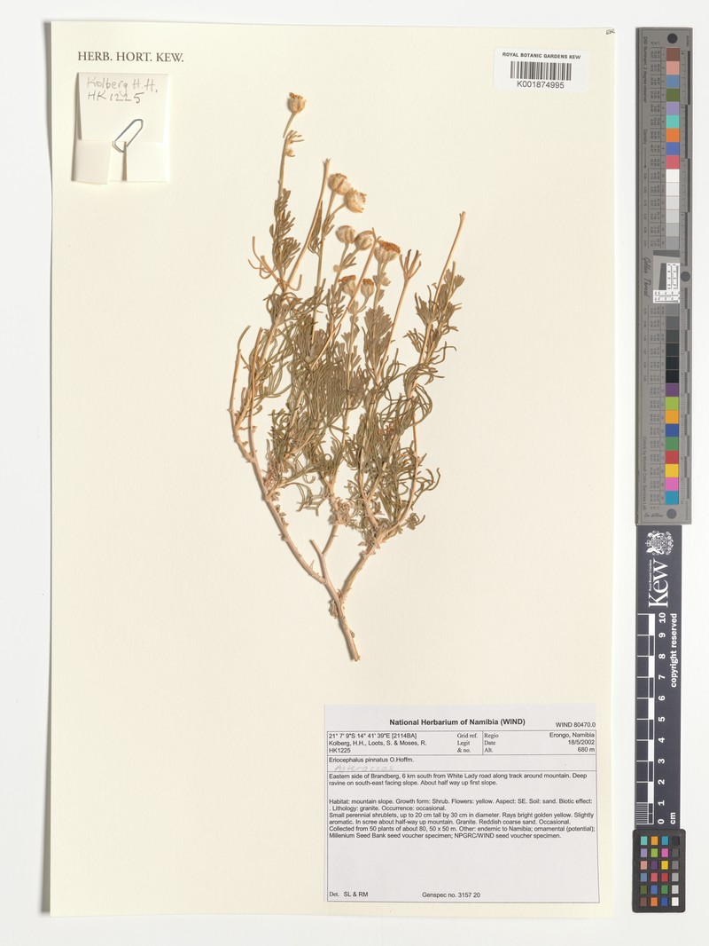 Eriocephalus pinnatus photo 4