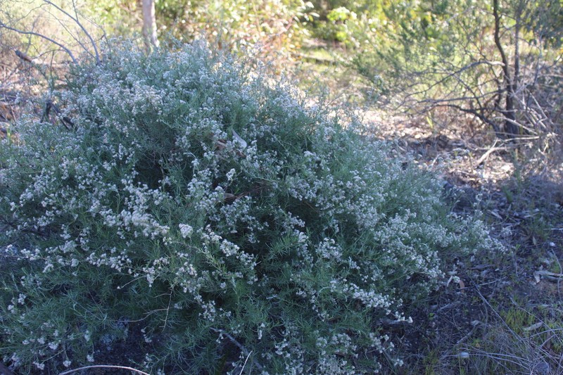 Eriocephalus punctulatus