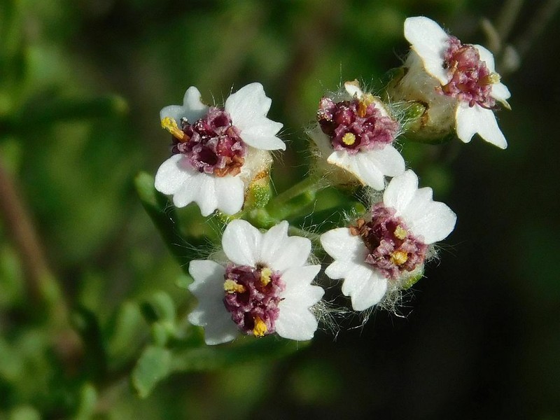 Eriocephalus punctulatus photo 2