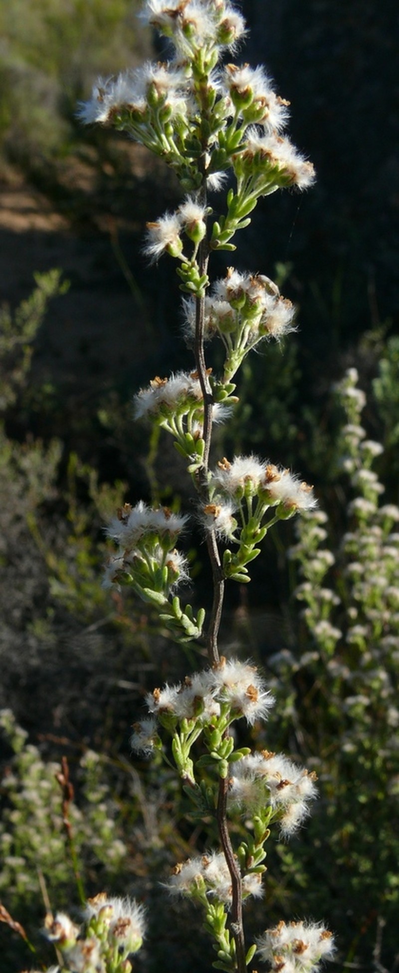 Eriocephalus punctulatus photo 4