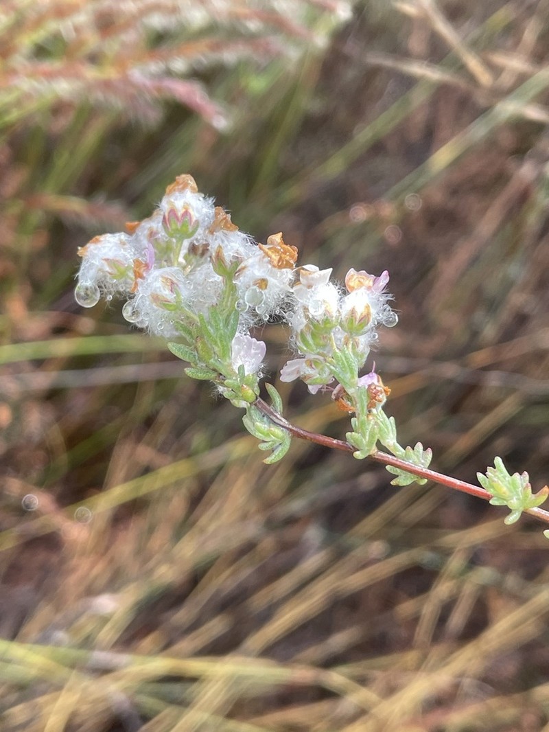 Eriocephalus punctulatus photo 5