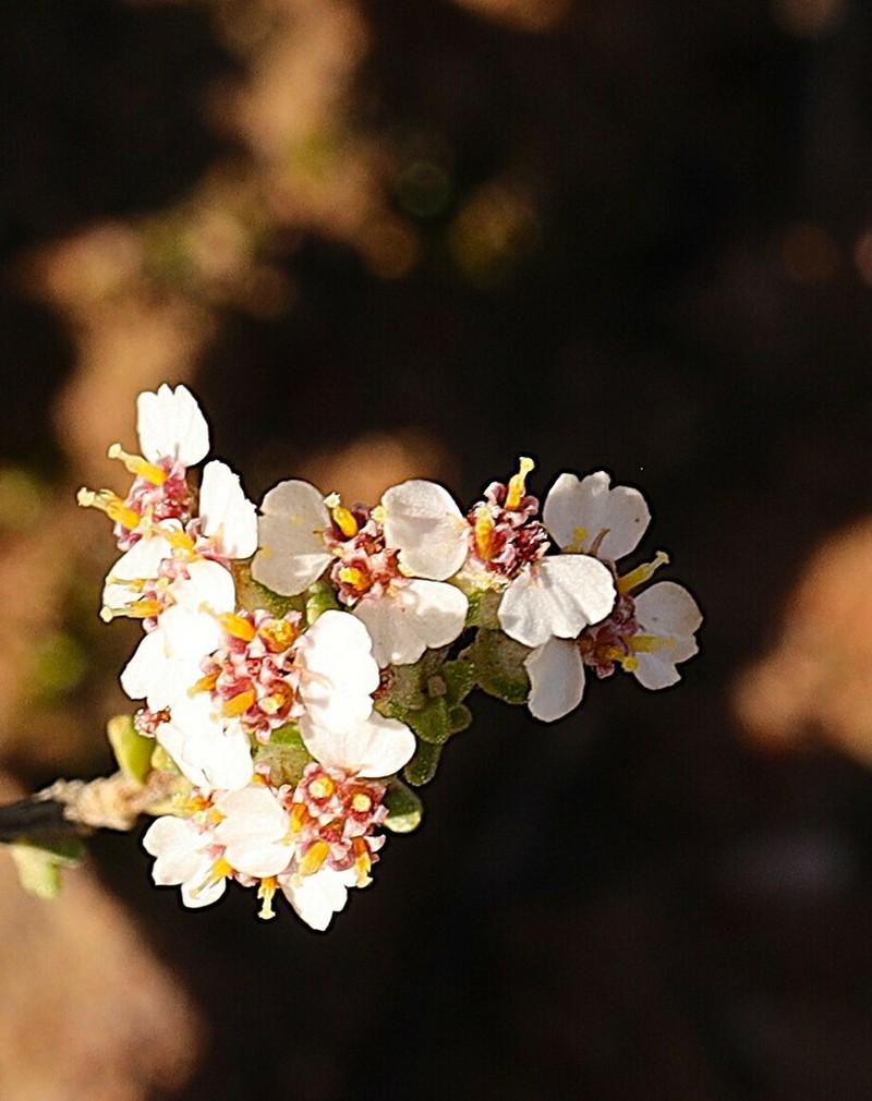 Eriocephalus punctulatus photo 6