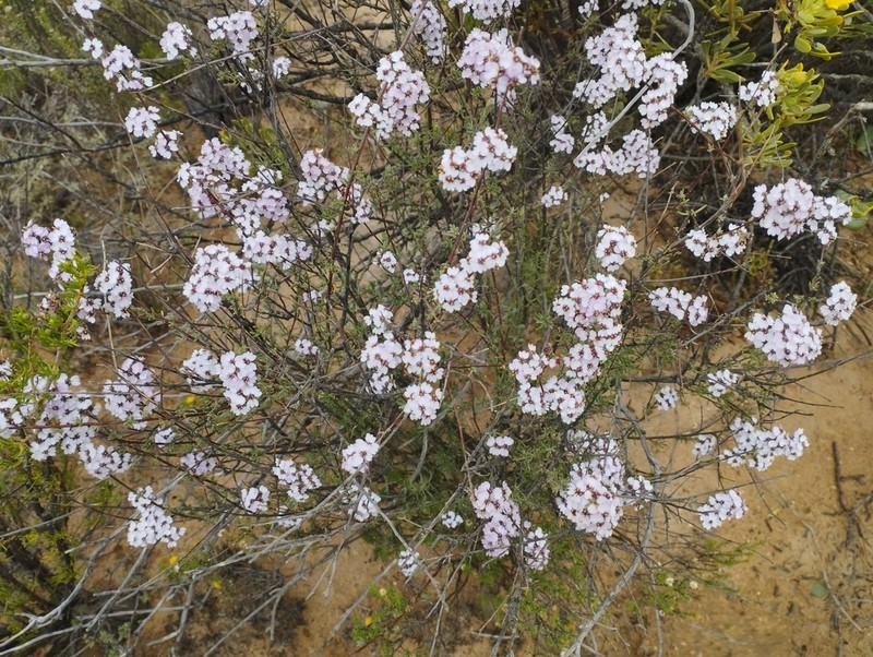 Eriocephalus punctulatus photo 7