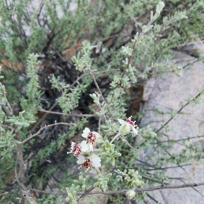 Eriocephalus punctulatus photo 8