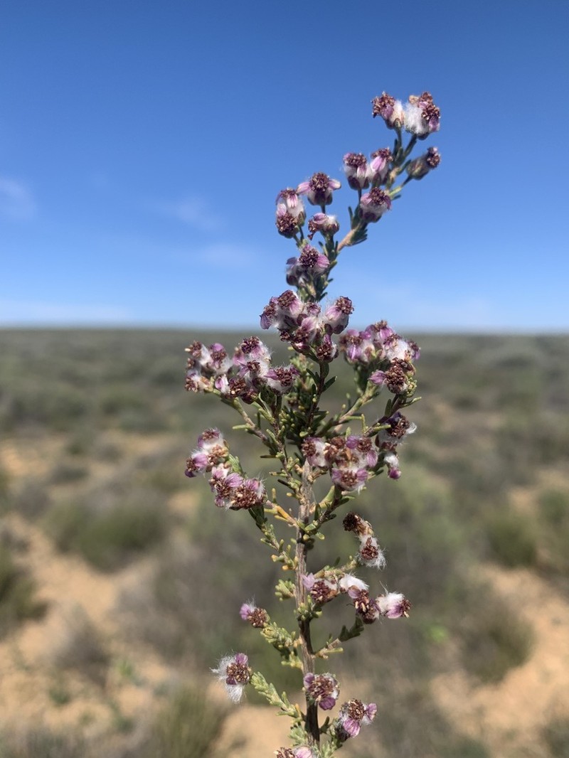Eriocephalus purpureus