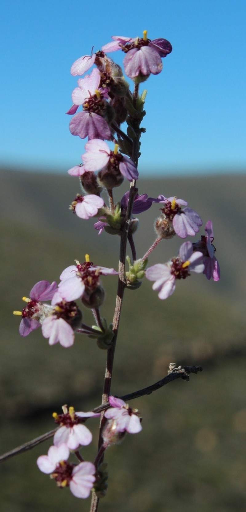 Eriocephalus purpureus photo 2