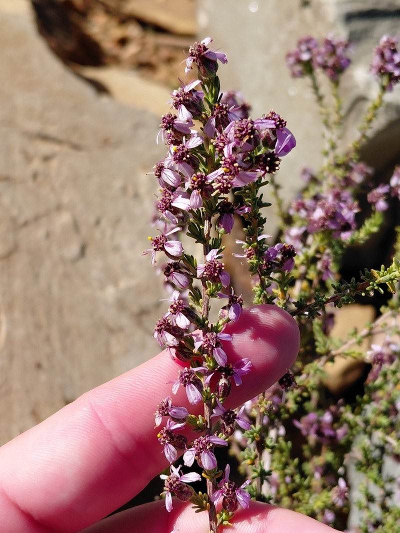 Eriocephalus purpureus photo 3