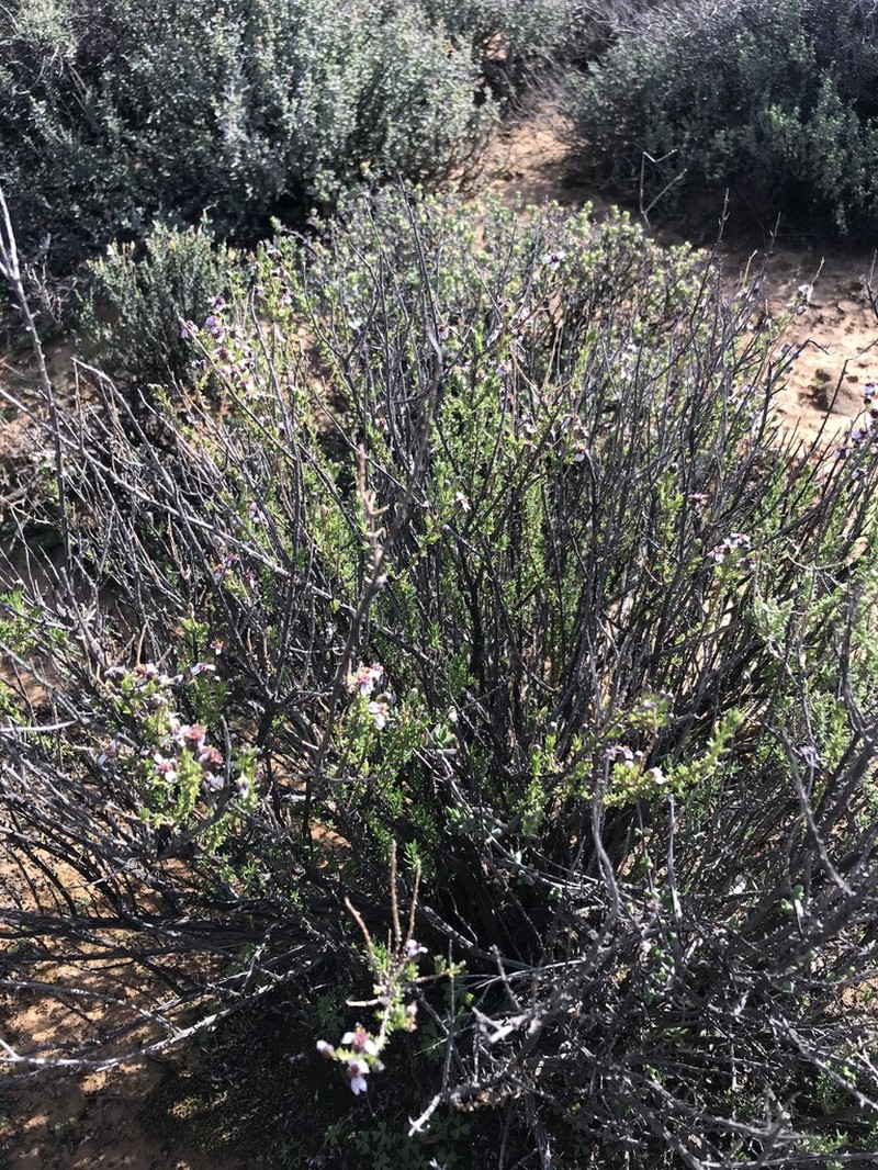 Eriocephalus purpureus photo 4