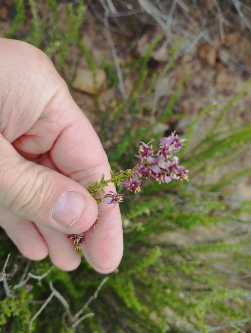 Eriocephalus purpureus photo 5