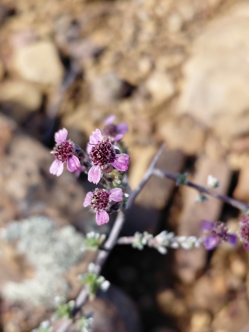 Eriocephalus purpureus photo 6