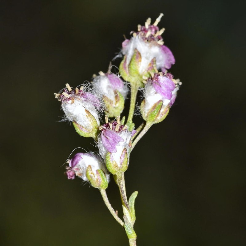 Eriocephalus purpureus photo 7