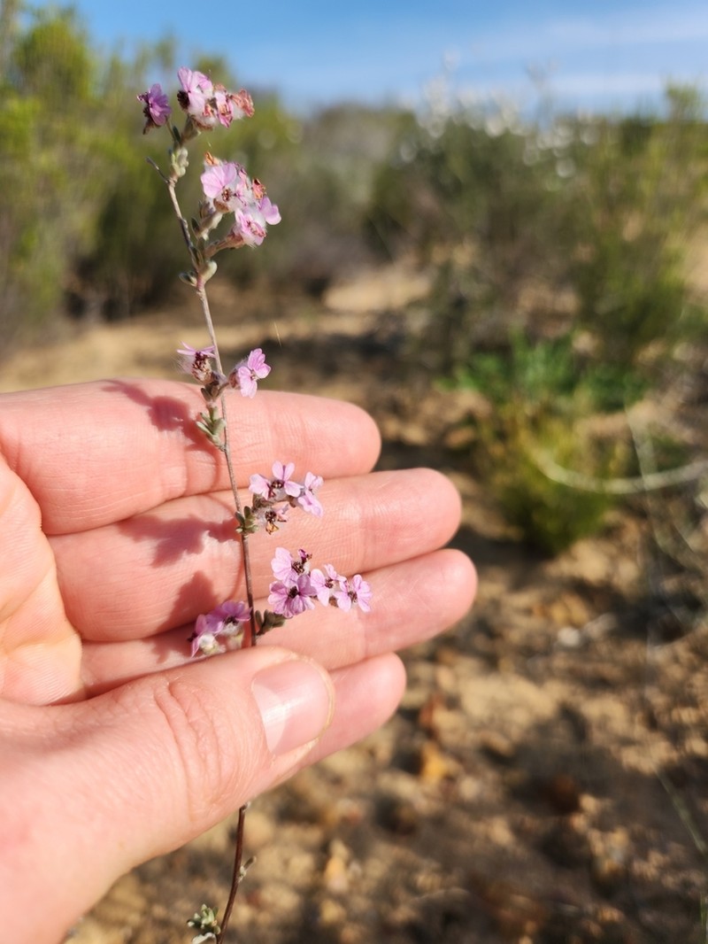 Eriocephalus purpureus photo 8
