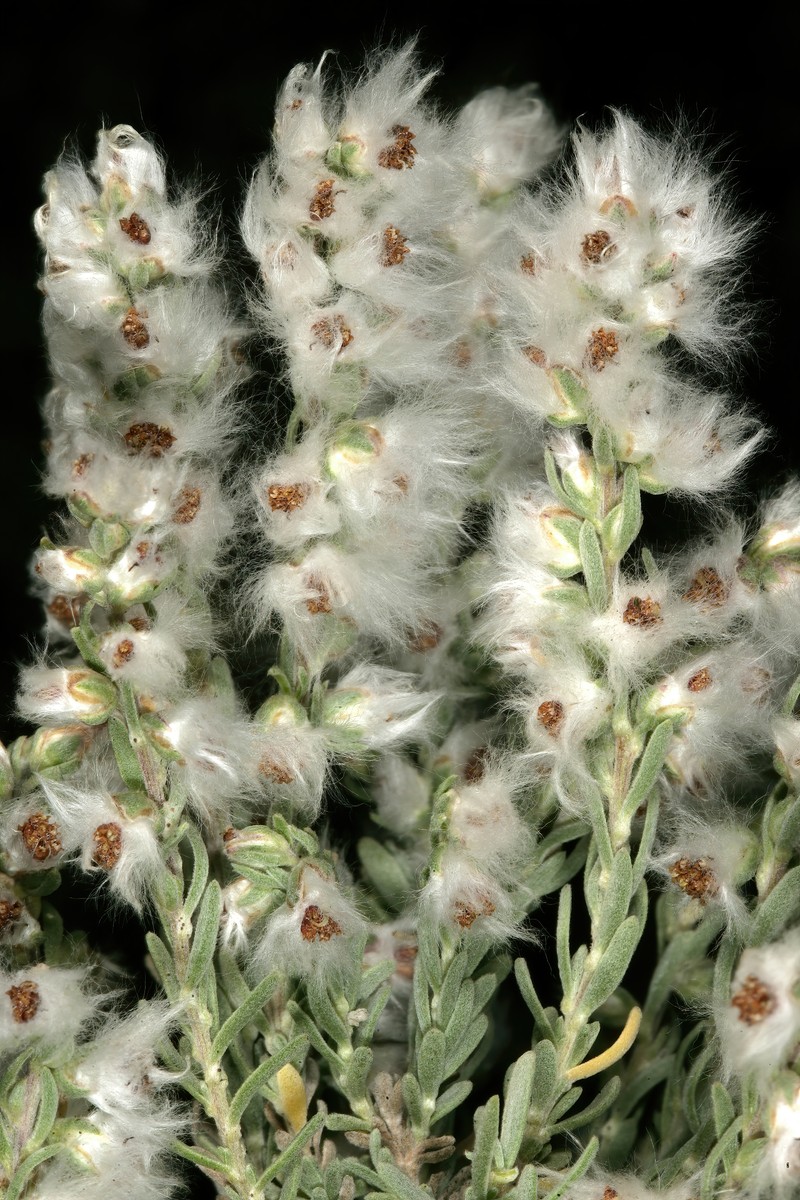 Eriocephalus racemosus