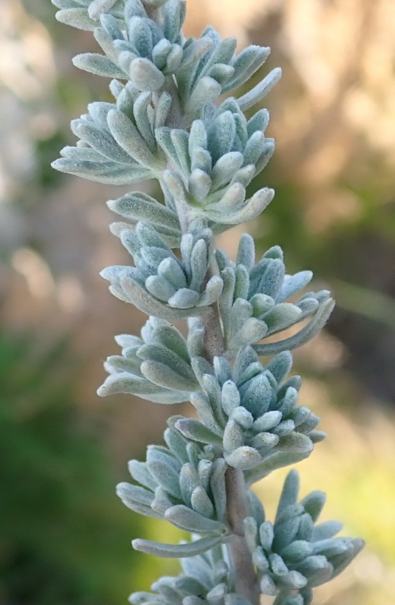 Eriocephalus racemosus photo 2