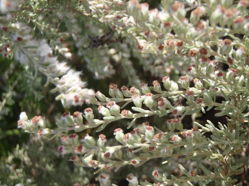 Eriocephalus racemosus photo 3