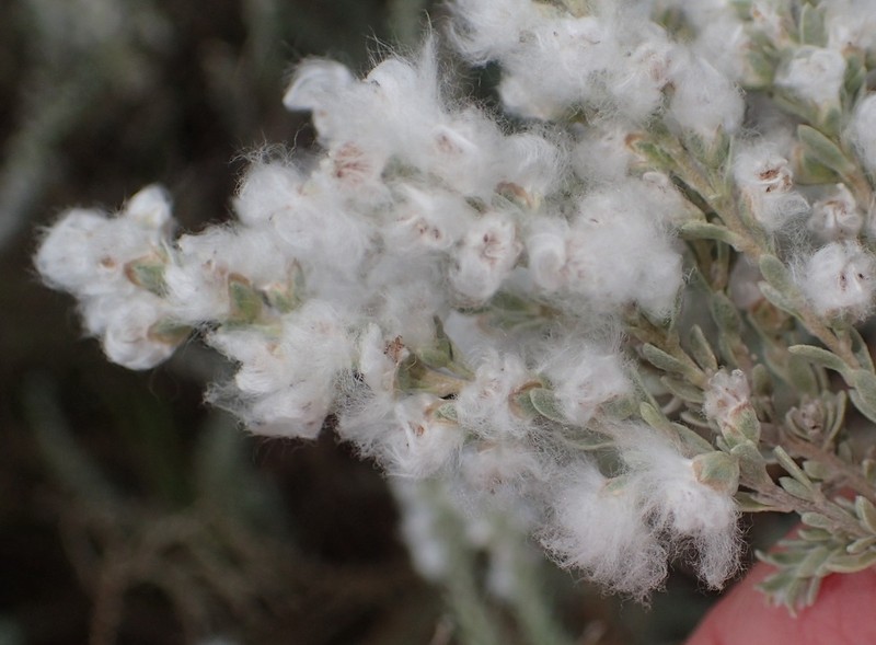 Eriocephalus racemosus photo 4