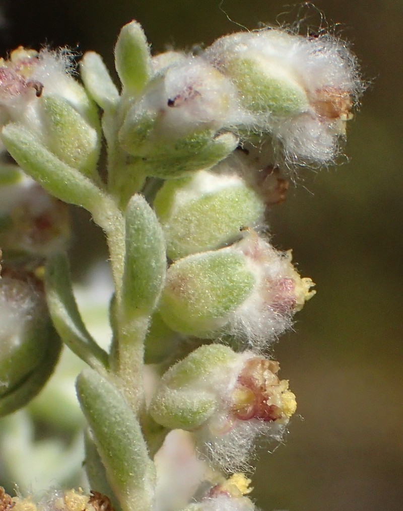 Eriocephalus racemosus photo 6