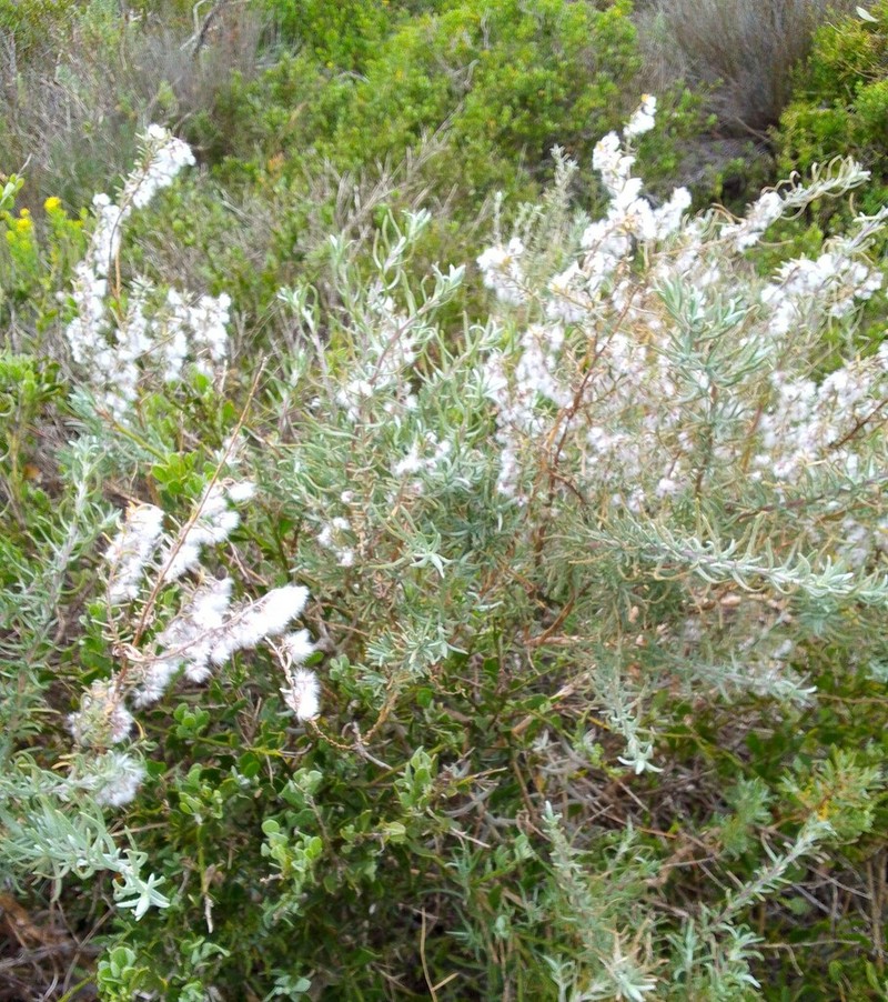 Eriocephalus racemosus photo 7
