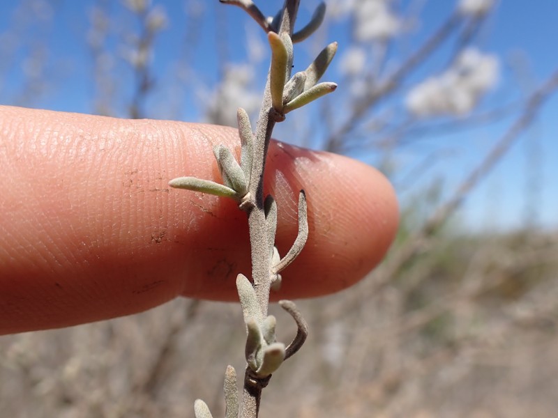 Eriocephalus racemosus var. affinis photo 2