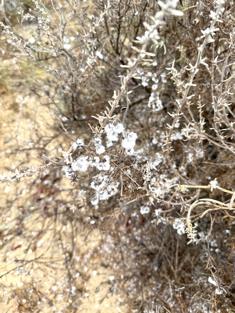 Eriocephalus racemosus var. affinis photo 3
