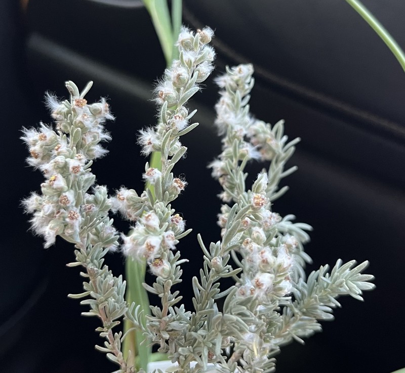 Eriocephalus racemosus var. racemosus
