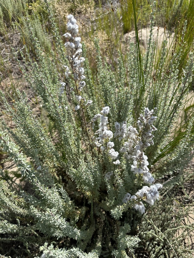 Eriocephalus racemosus var. racemosus photo 2