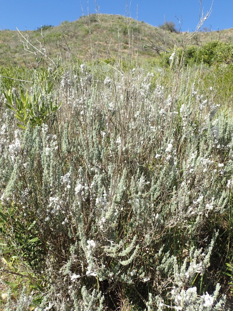Eriocephalus racemosus var. racemosus photo 3