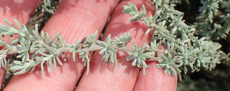 Eriocephalus racemosus var. racemosus photo 4