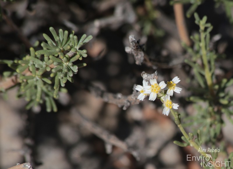 Eriocephalus scariosus