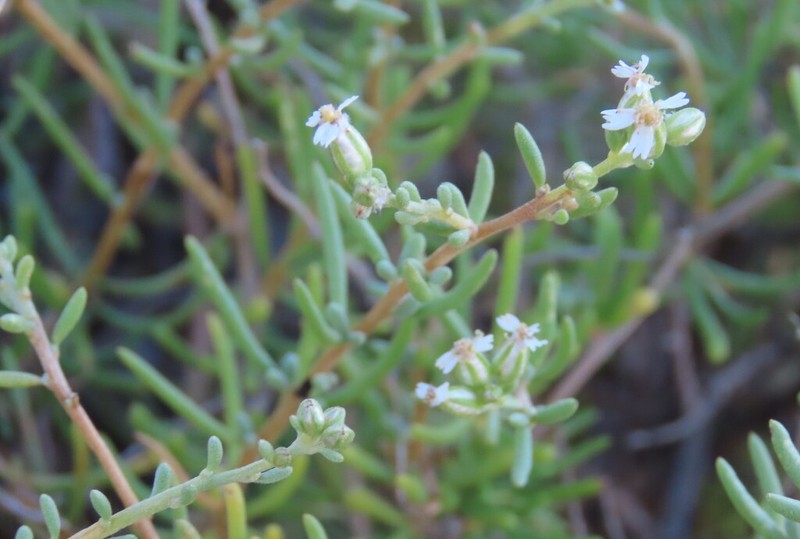 Eriocephalus scariosus photo 2