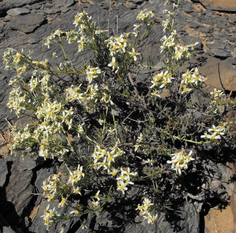 Eriocephalus scariosus photo 3