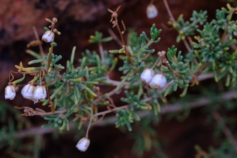 Eriocephalus scariosus photo 4