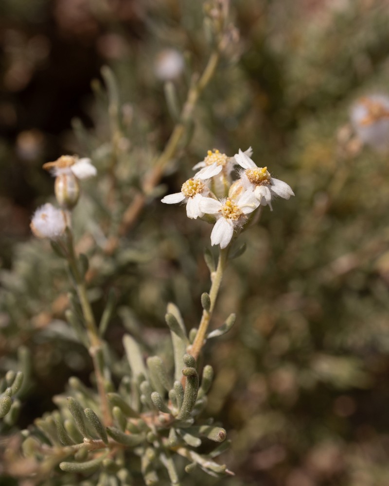 Eriocephalus scariosus photo 6