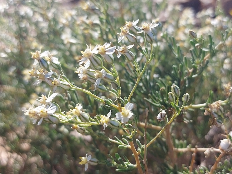 Eriocephalus scariosus photo 7