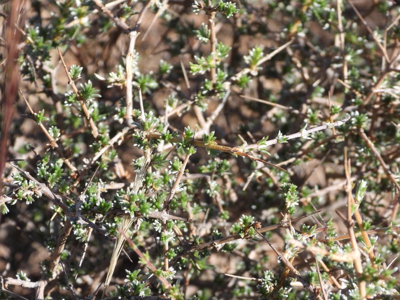Eriocephalus spinescens