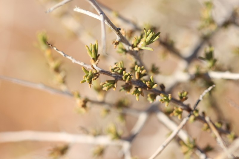 Eriocephalus spinescens photo 2